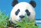 武汉动物园邀市民参加大熊猫“春俏”生日会